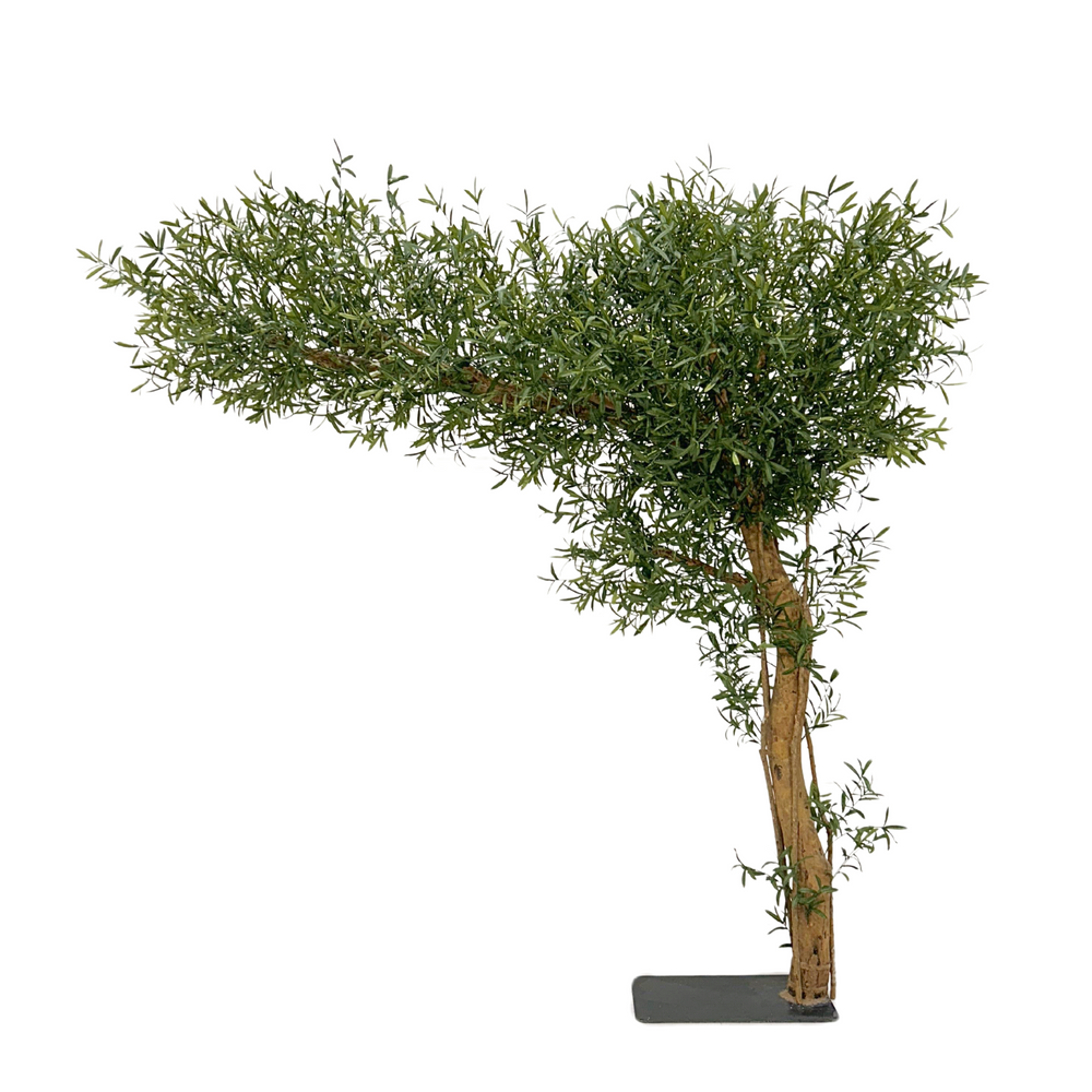 Olive Canopy Tree | 10ft green tree