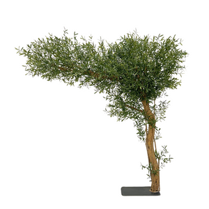 Olive Canopy Tree | 10ft green tree