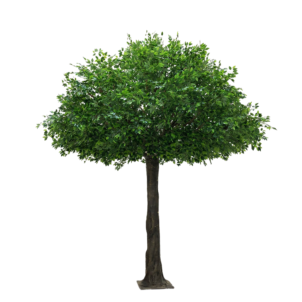 Evergreen | 12ft green tree