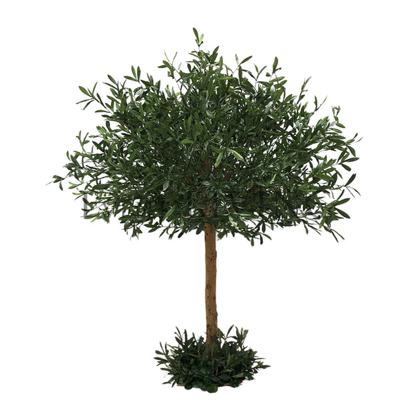 Olive Tree Dark | 5ft green tree