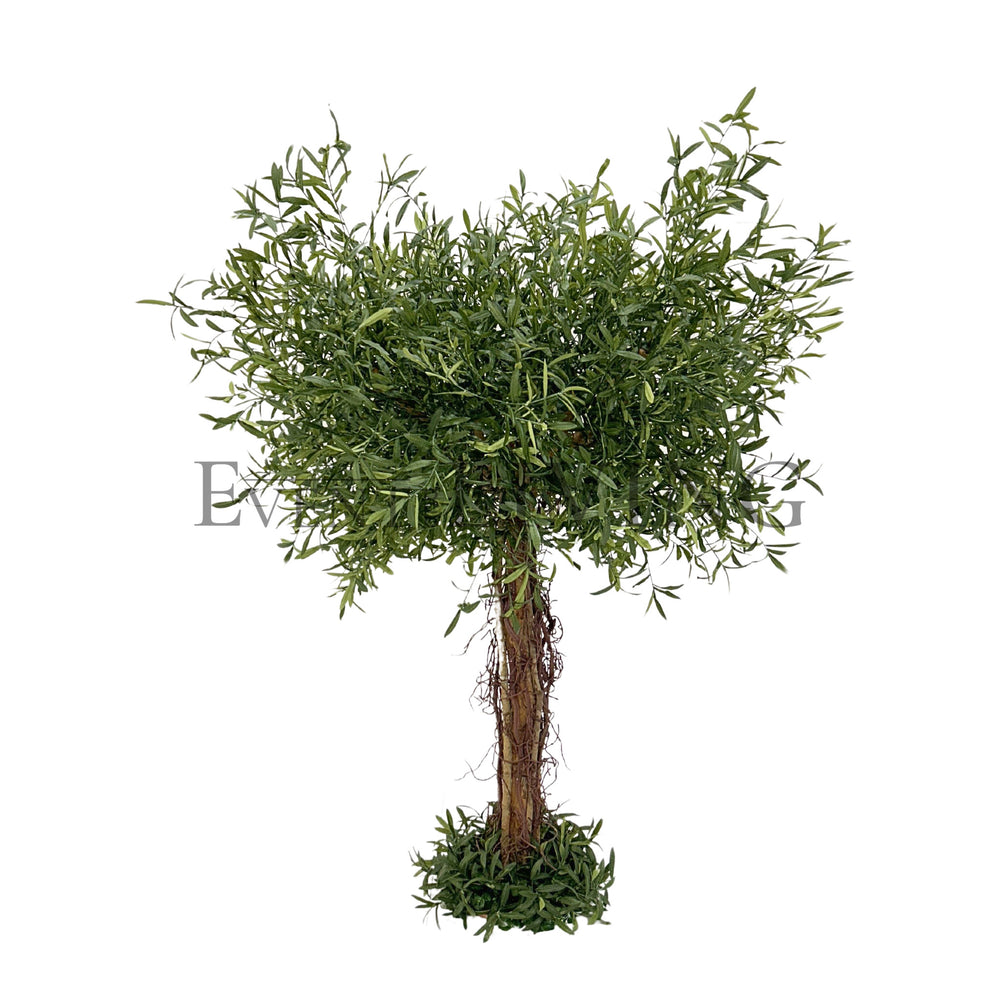 Leccino | 5ft green tree