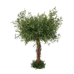 Leccino | 5ft green tree