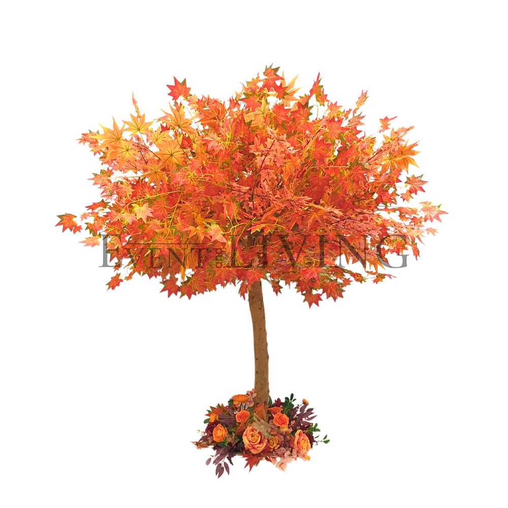 Mandarin Tree | 5ft orange tree