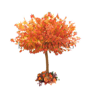 Mandarin Tree | 5ft orange tree