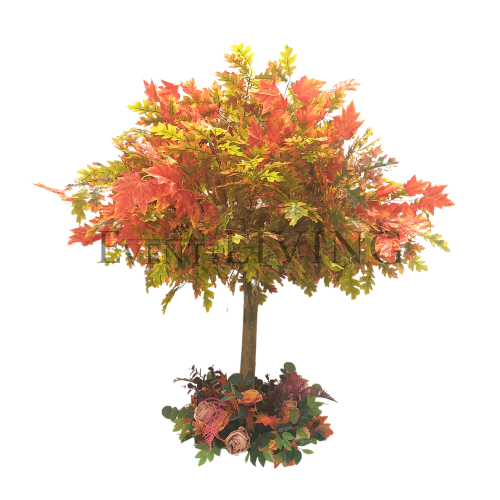 Maple | 5ft orange tree