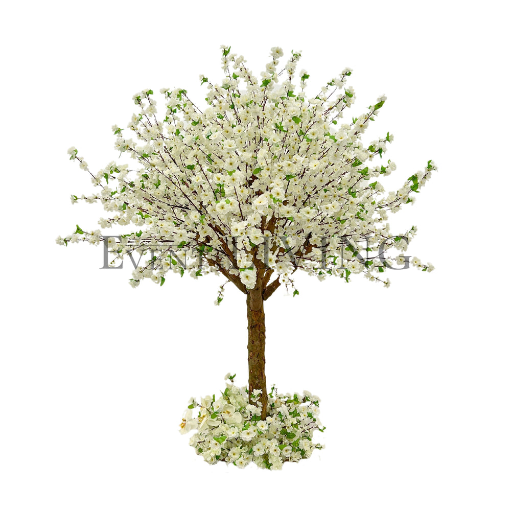 White Cherry | 5ft white tree