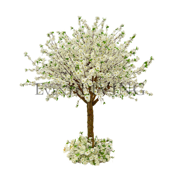 White Cherry | 5ft white tree