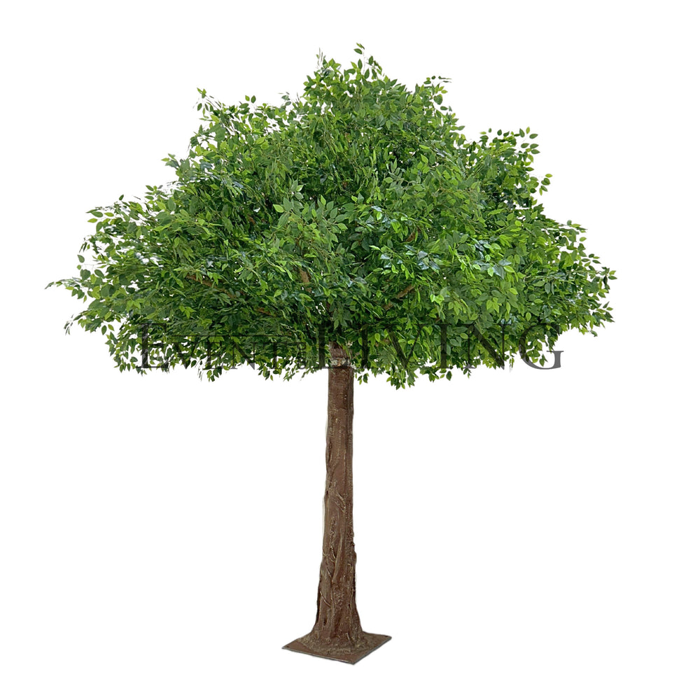 Acacia | 12ft green tree